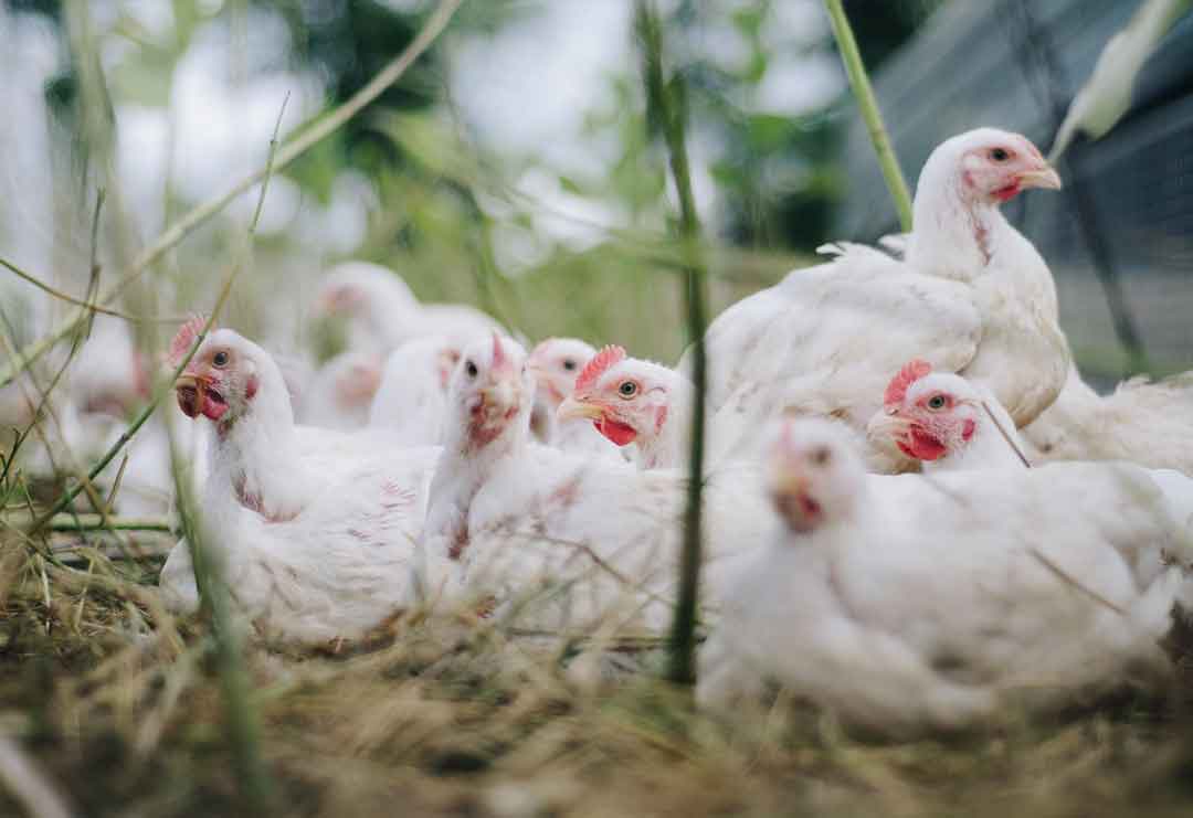 distribucion en Ourense de productos derivados del pollo