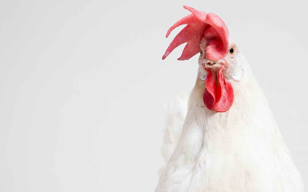 Pollo, el Mejor Aliado para una Vida Activa