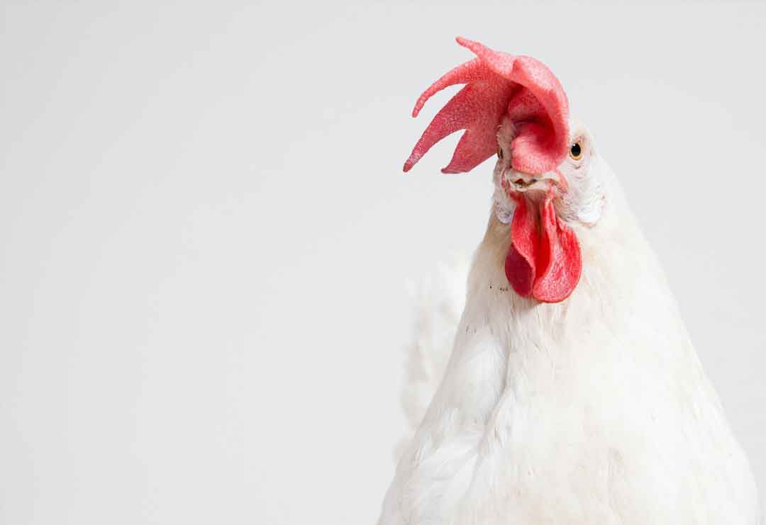 los beneficios del pollo en la dieta